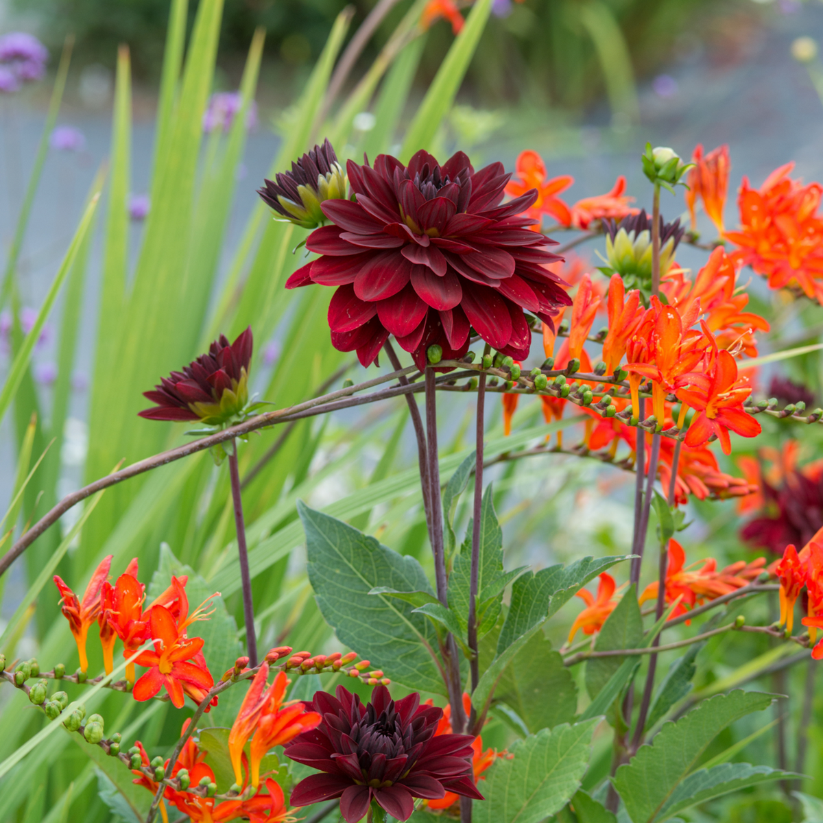 PLANT IN A BOX Dahlias - Set de 6 - Dahlia 'Arabian Night' - Bulbes à fleurs - Rouge