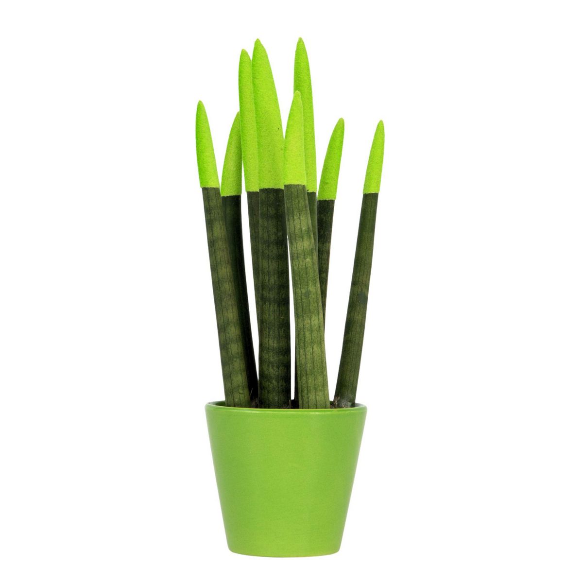 PLANT IN A BOX Sansevieria cylindrique - Hauteur 20-40cm - Pot 9cm