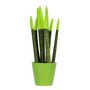 Voir la diapositive 1 : PLANT IN A BOX Sansevieria cylindrique - Hauteur 20-40cm - Pot 9cm