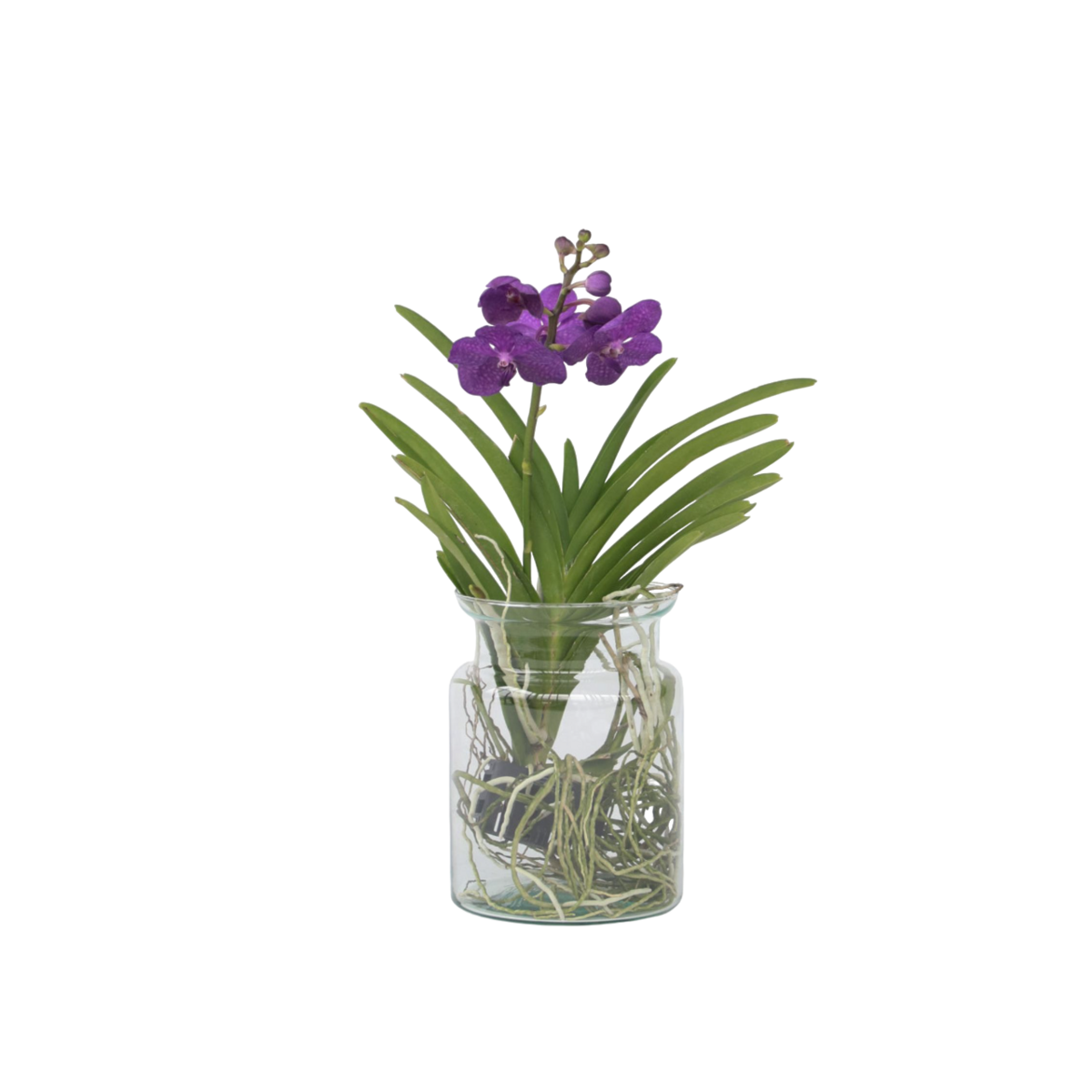 PLANT IN A BOX Orchidée - Vanda 'Blue' - Hauteur 40-50cm - ⌀14cm