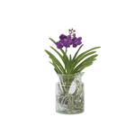 PLANT IN A BOX Orchidée - Vanda 'Blue' - Hauteur 40-50cm - ⌀14cm