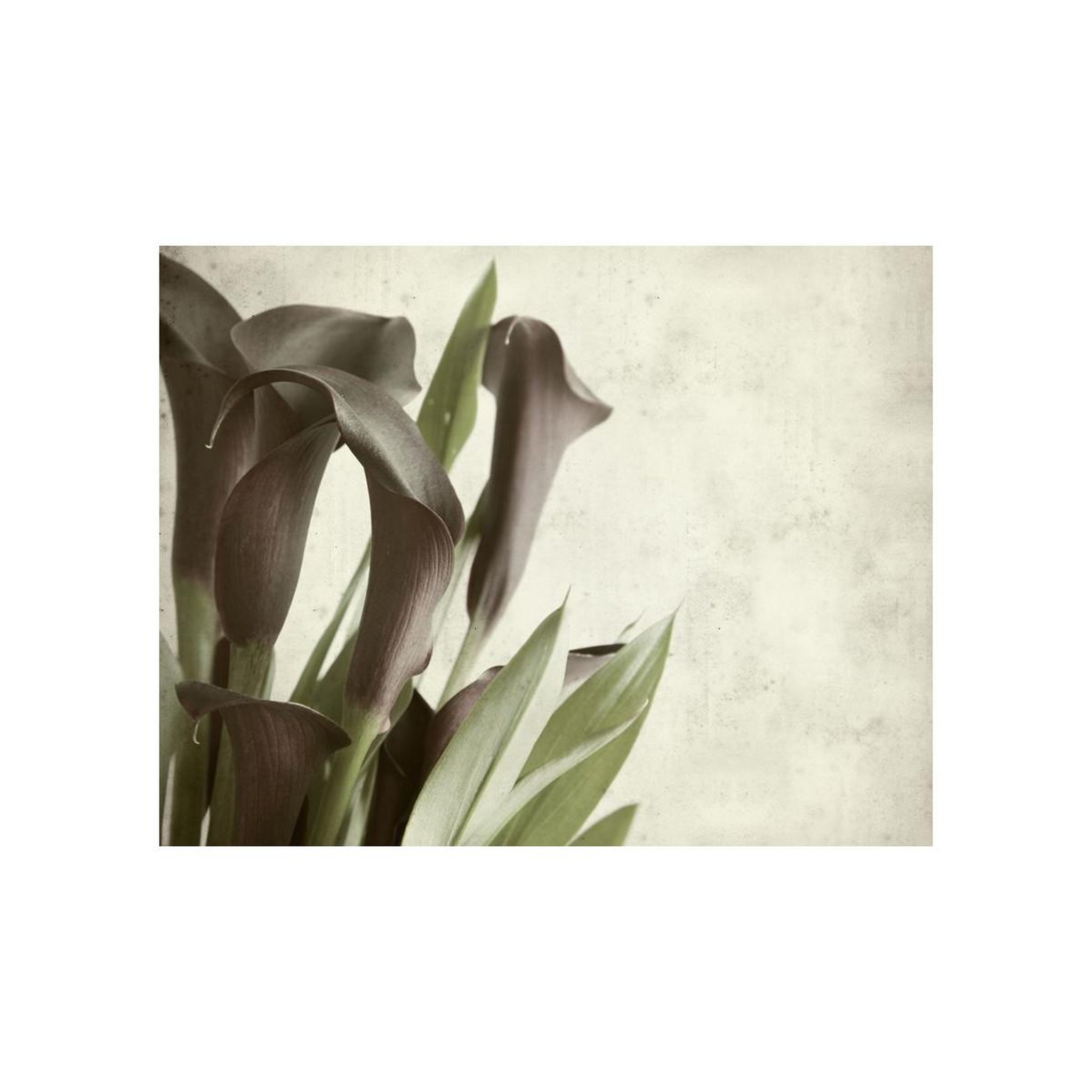 Voir la diapositive 2 : Paris Prix Papier peint  fleurs calla violet foncé vintage