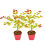Voir la diapositive 1 : PLANT IN A BOX Érable du Japon - Set de 2 - Acer palmatum 'Moonrise' - Hauteur 40-50cm - ⌀19cm
