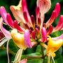 Voir la diapositive 3 : PLANT IN A BOX Chèvrefeuille - Set de 2 - Lonicera 'American Beauty' - H110-120cm - ⌀17cm