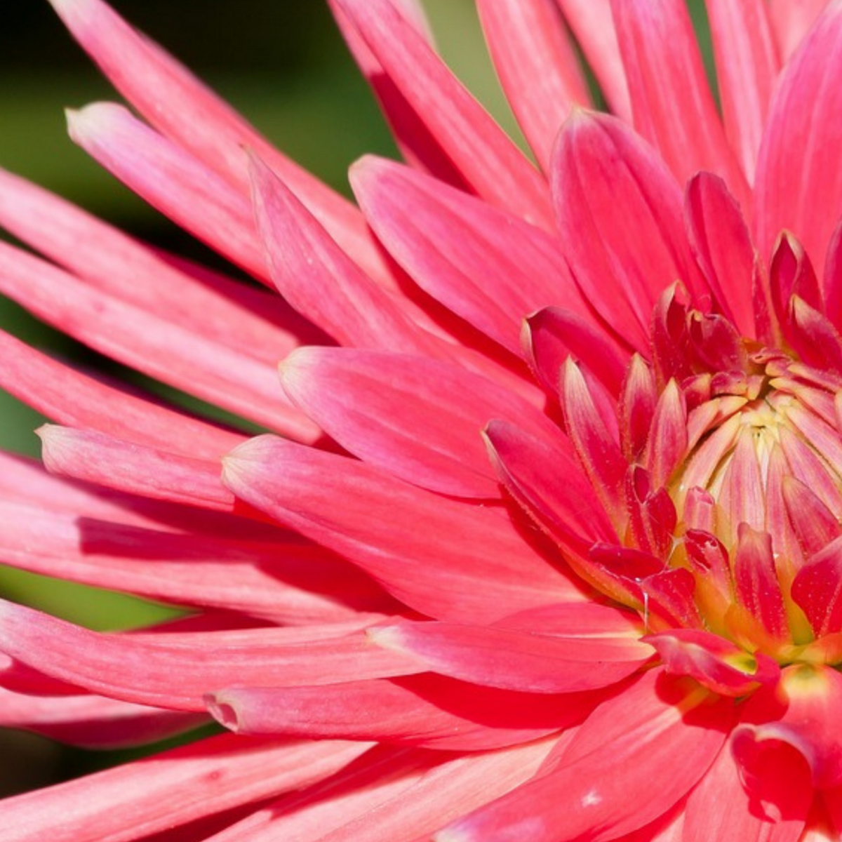 PLANT IN A BOX Mélange de bulbes pour le jardin - Set de 125 - Rose