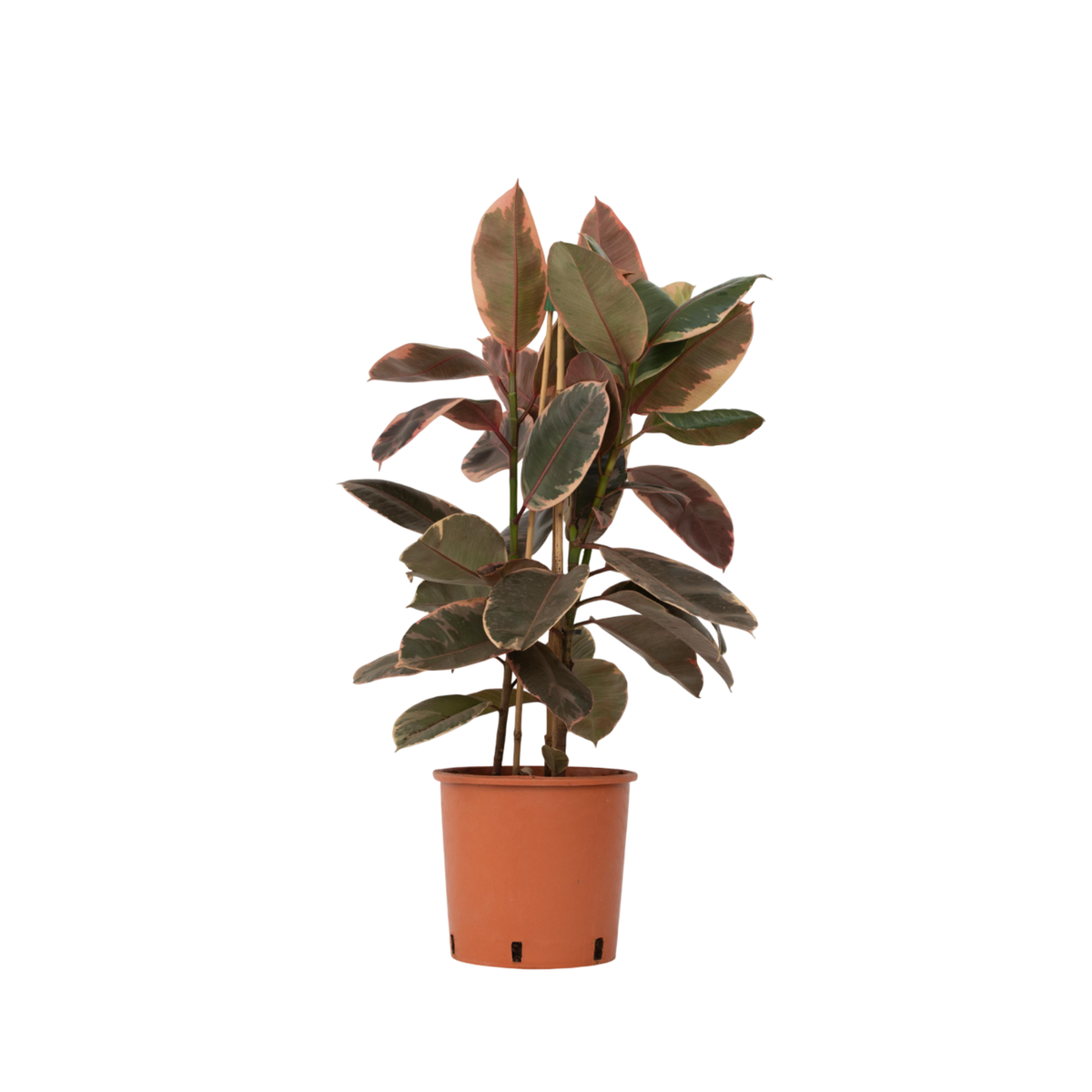 PLANT IN A BOX Caoutchouc - Ficus Elastica 'Belize' - Hauteur 75-100cm - ⌀24cm