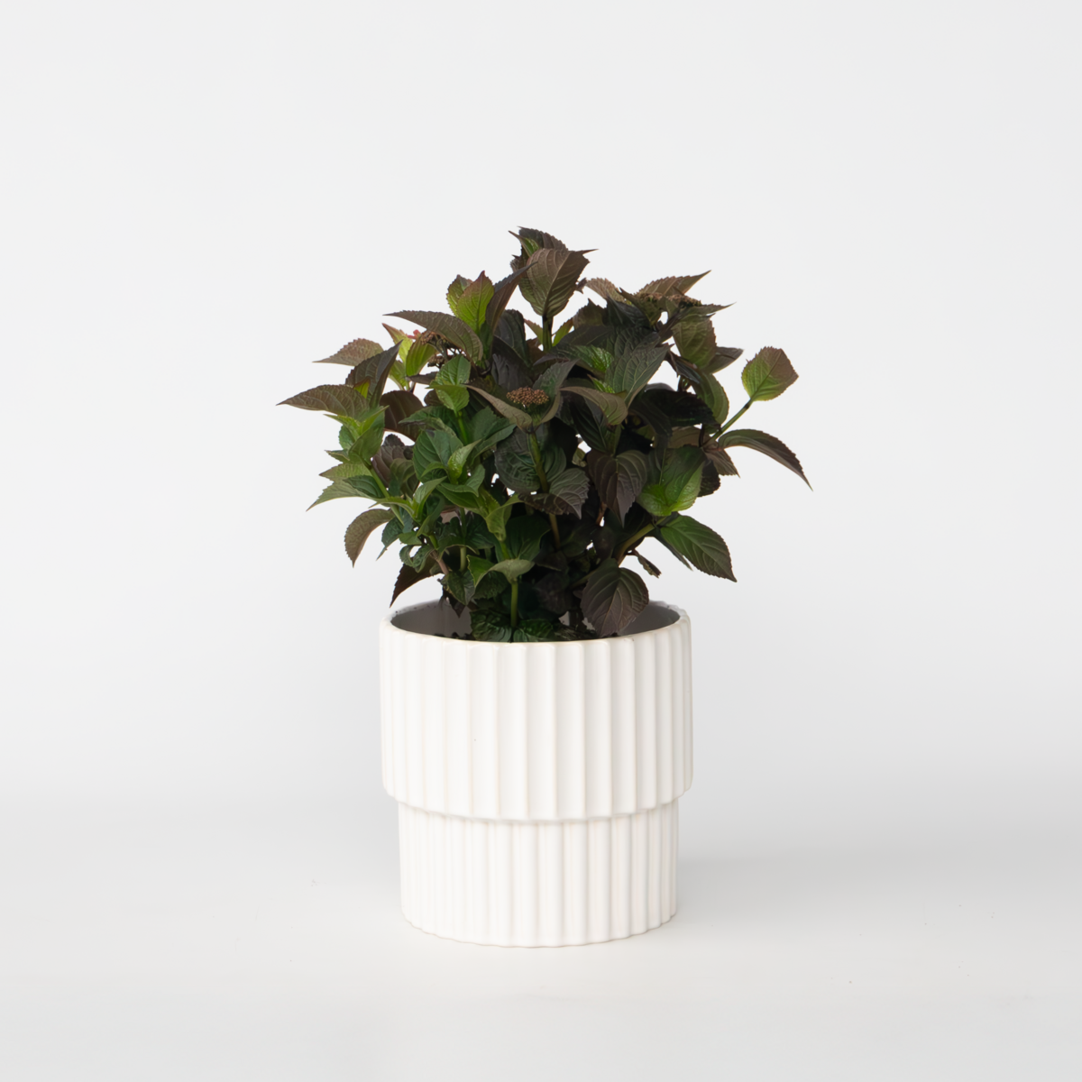 PLANT IN A BOX Hortensia - Hydrangea paniculata 'Dare Devil' - Hauteur 25-40cm - ⌀19cm