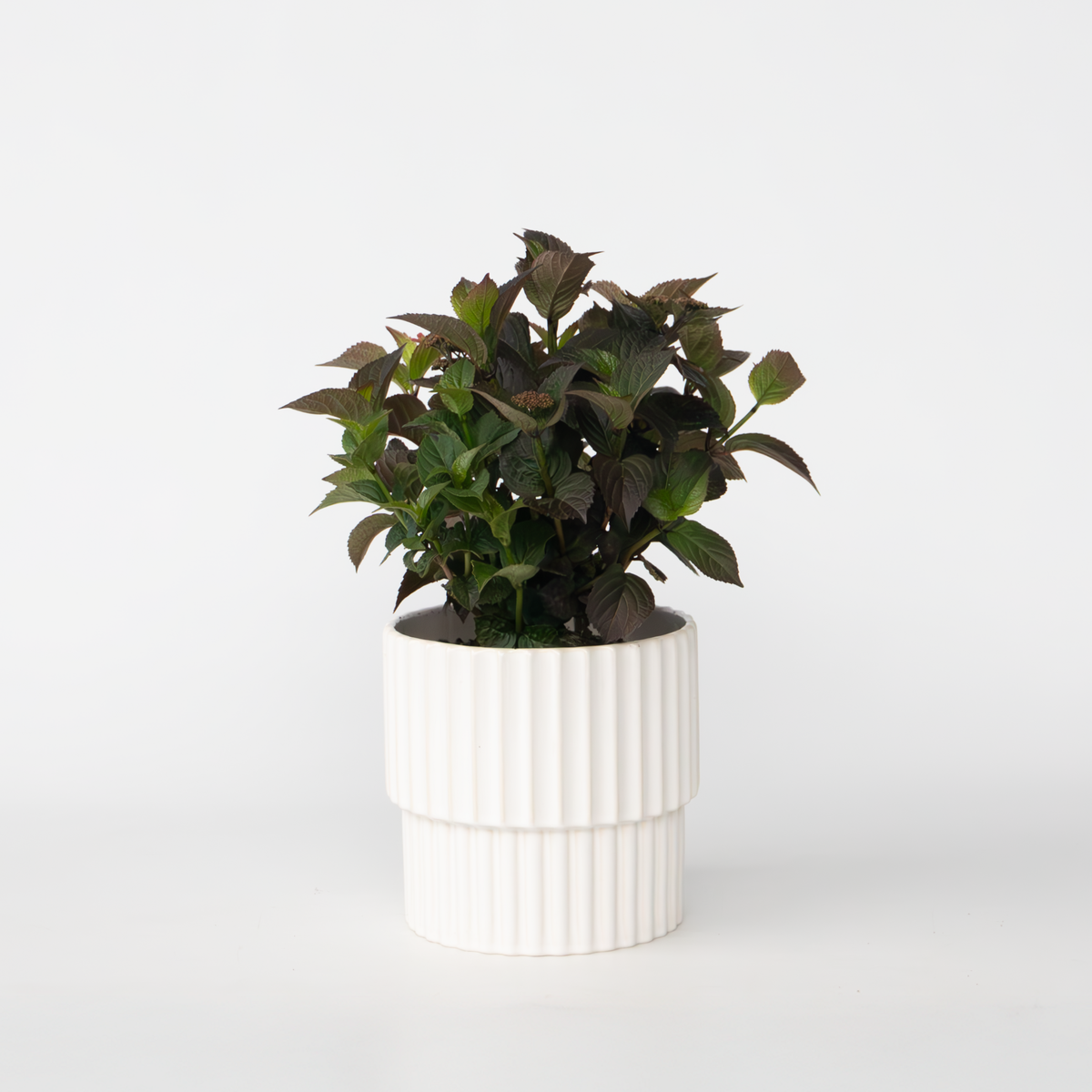 PLANT IN A BOX Hortensia - Hydrangea paniculata 'Dare Devil' - Hauteur 25-40cm - ⌀19cm