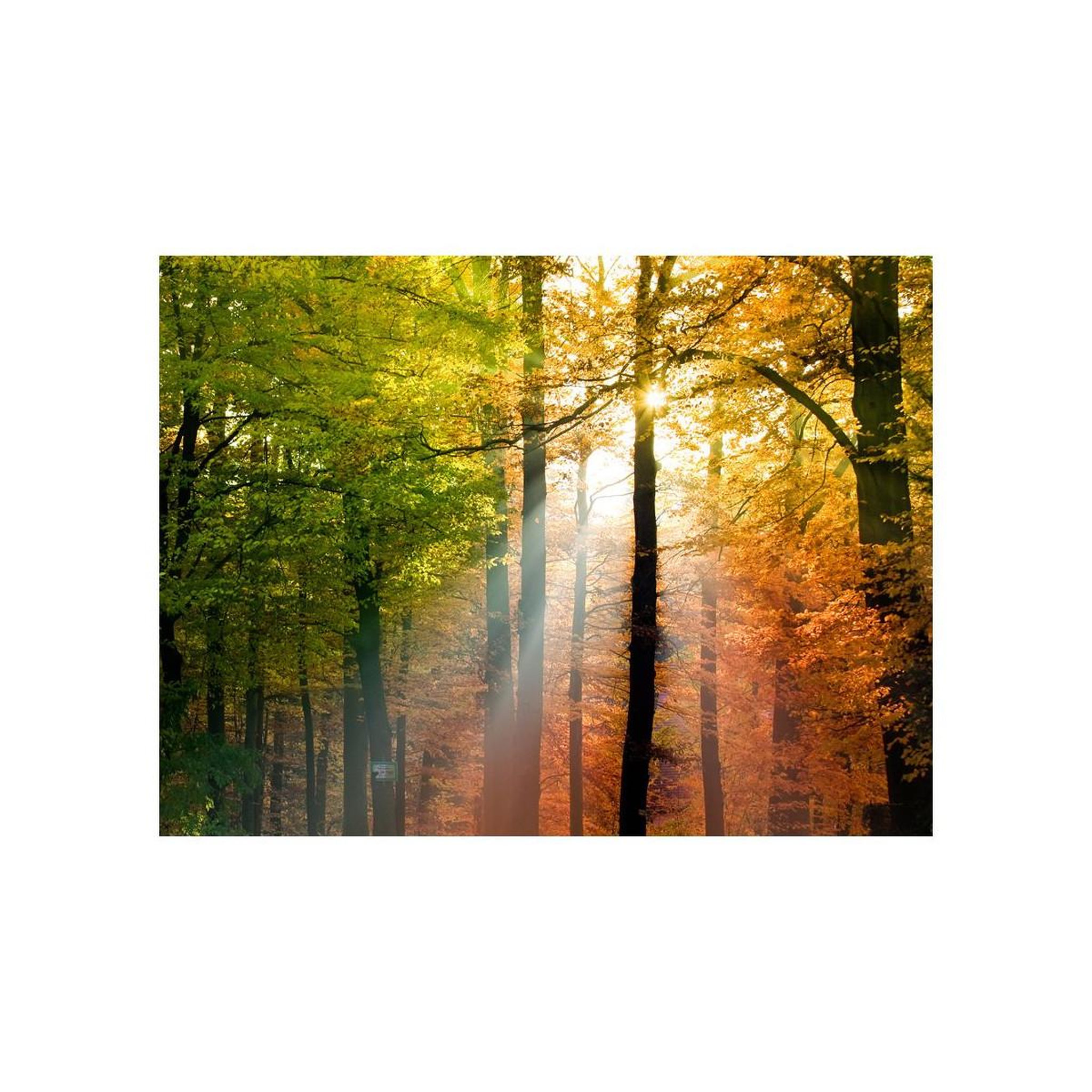 Voir la diapositive 2 : Paris Prix Papier Peint  Bel Automne
