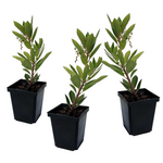 PLANT IN A BOX Fruits de l'arbousier - Set de 3 - Arbutus 'Unedo' - Hauteur 25-40cm - ⌀9cm