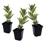 Voir la diapositive 1 : PLANT IN A BOX Fruits de l'arbousier - Set de 3 - Arbutus 'Unedo' - Hauteur 25-40cm - ⌀9cm