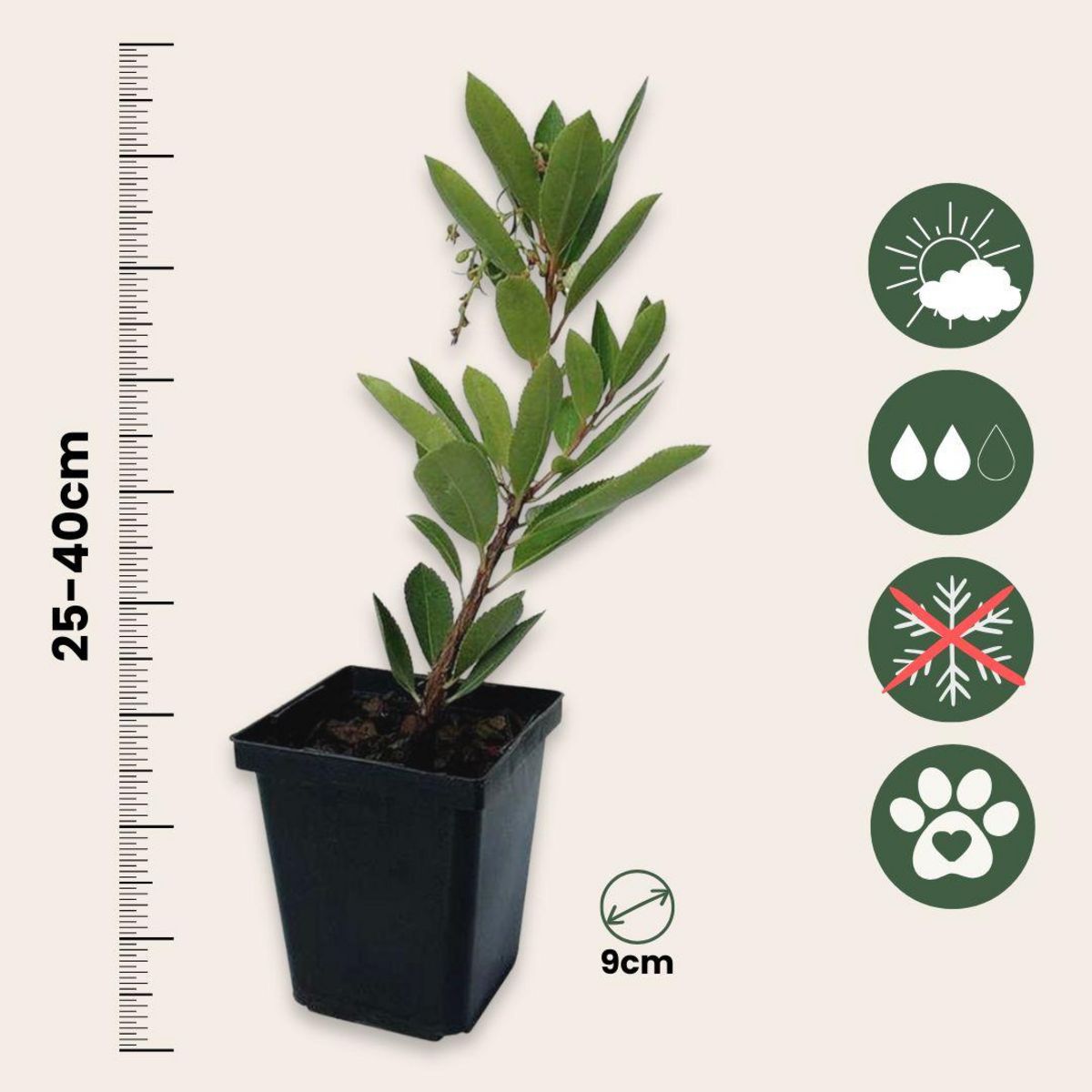 PLANT IN A BOX Fruits de l'arbousier - Set de 3 - Arbutus 'Unedo' - Hauteur 25-40cm - ⌀9cm