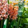 Voir la diapositive 3 : PLANT IN A BOX Jacinthe - Set de 15 - Hyacinthus 'Gipsy Queen' - Bulbes à fleurs - Orange