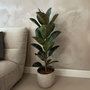 Voir la diapositive 4 : PLANT IN A BOX Caoutchouc - Ficus Elastica 'Robusta' - Hauteur 75-100cm - ⌀24cm