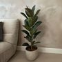 Voir la diapositive 4 : PLANT IN A BOX Caoutchouc - Ficus Elastica 'Robusta' - Hauteur 75-100cm - ⌀24cm