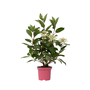 Voir la diapositive 1 : PLANT IN A BOX Hortensia - Hydrangea paniculata 'Early Harry' - Hauteur 25-40cm - ⌀19cm