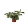 Voir la diapositive 1 : PLANT IN A BOX Plante Dormeuse - Ctenanthe 'burle-marxii' - Hauteur 30-40cm - ⌀14cm