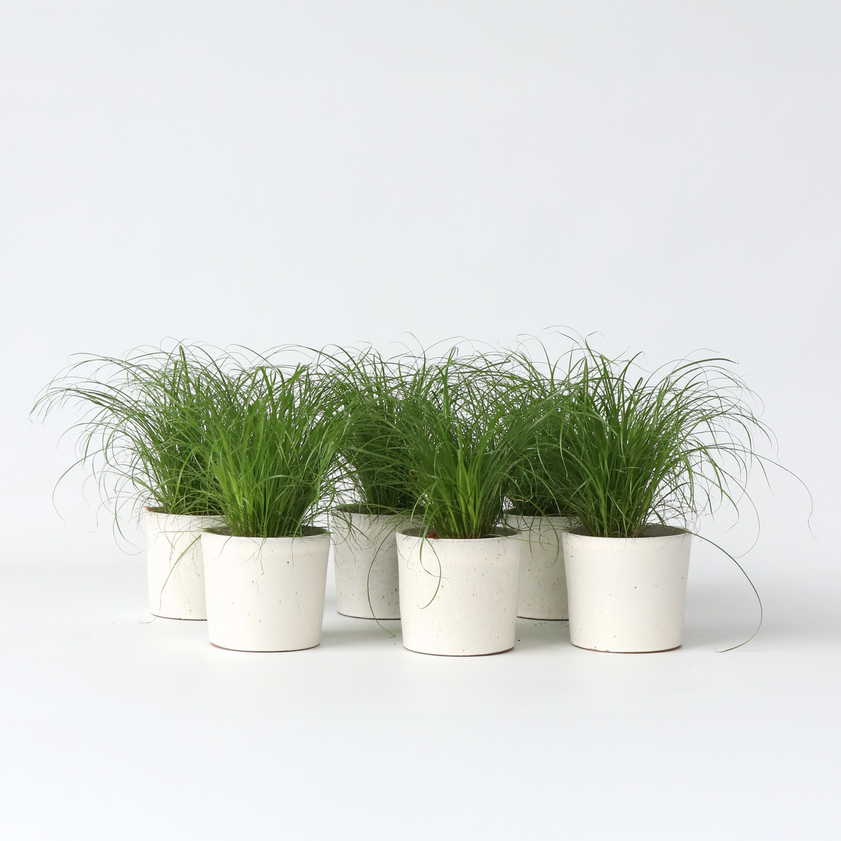 PLANT IN A BOX Herbe à chat - Set de 6 - Cyperus zumula - Hauteur 30-40cm - ⌀12cm
