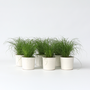 Voir la diapositive 6 : PLANT IN A BOX Herbe à chat - Set de 6 - Cyperus zumula - Hauteur 30-40cm - ⌀12cm