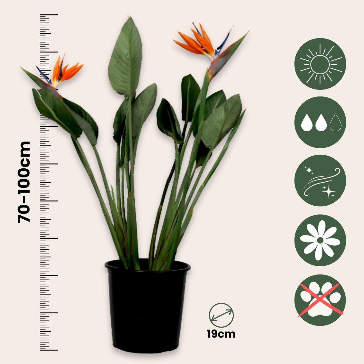 PLANT IN A BOX Oiseau de paradis - Strelitzia reginae - avec fleurs - Hauteur 70-100cm - Ø19cm