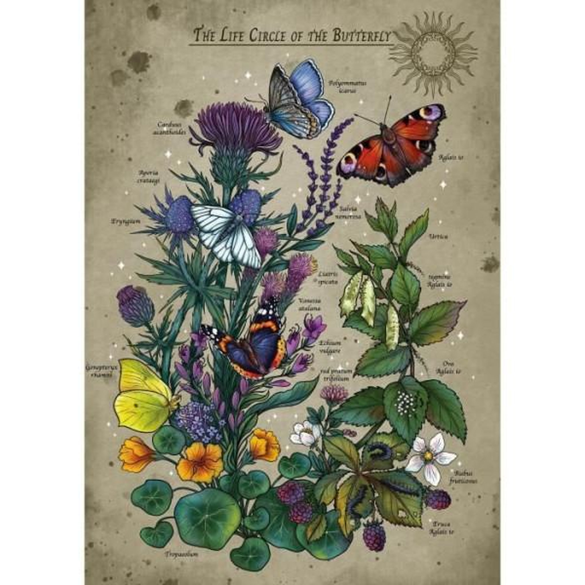 Voir la diapositive 3 : RAVENSBURGER Puzzle - ravensburger - le cercle de vie du papillon - 1000 pieces - multicolore - a partir de 14 ans