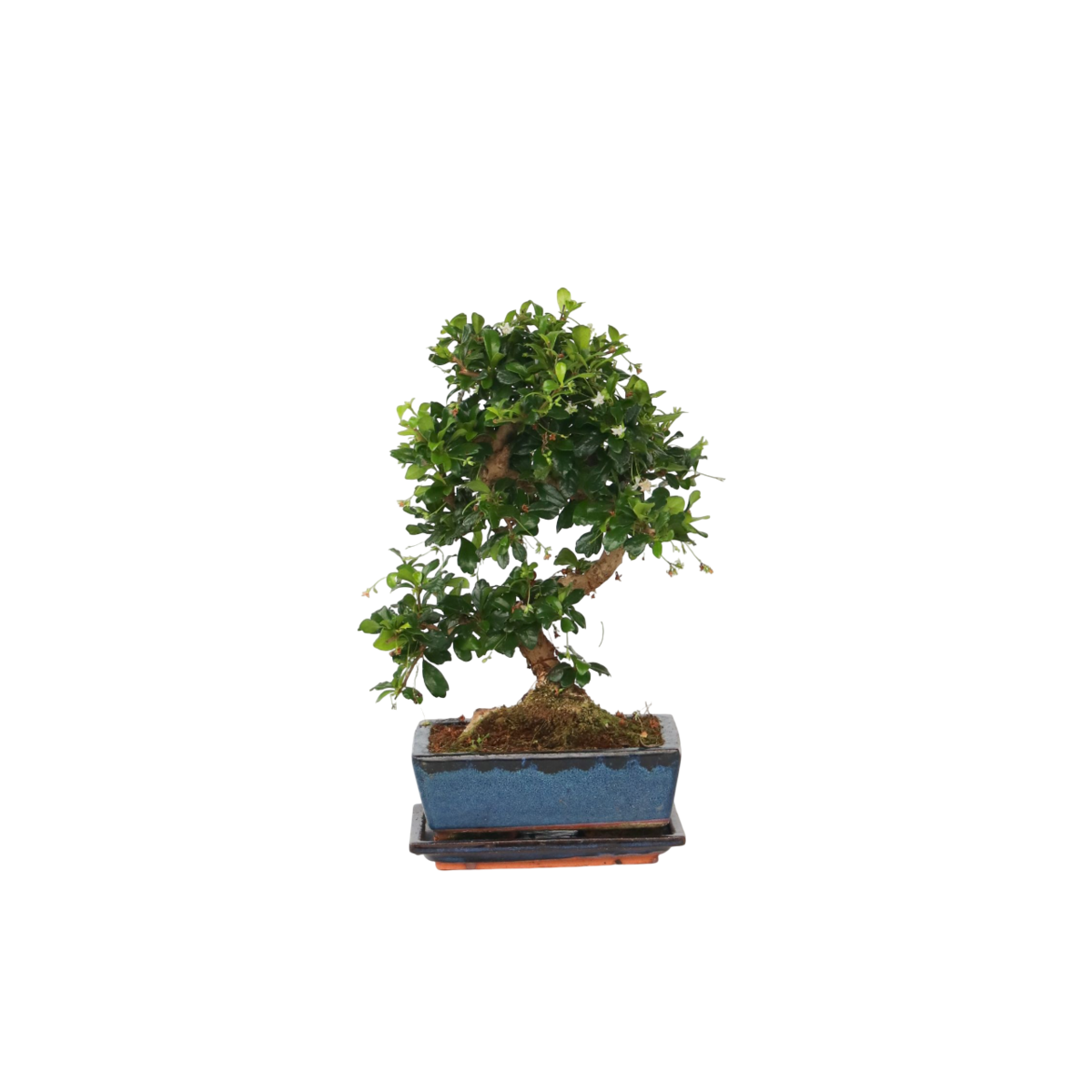 PLANT IN A BOX Bonsaï - Carmona microphylla - Hauteur 20-30cm - ⌀15cm