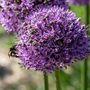 Voir la diapositive 3 : PLANT IN A BOX Ail - Set de 16 - Allium 'Gladiator' - Bulbes à fleurs - Violet