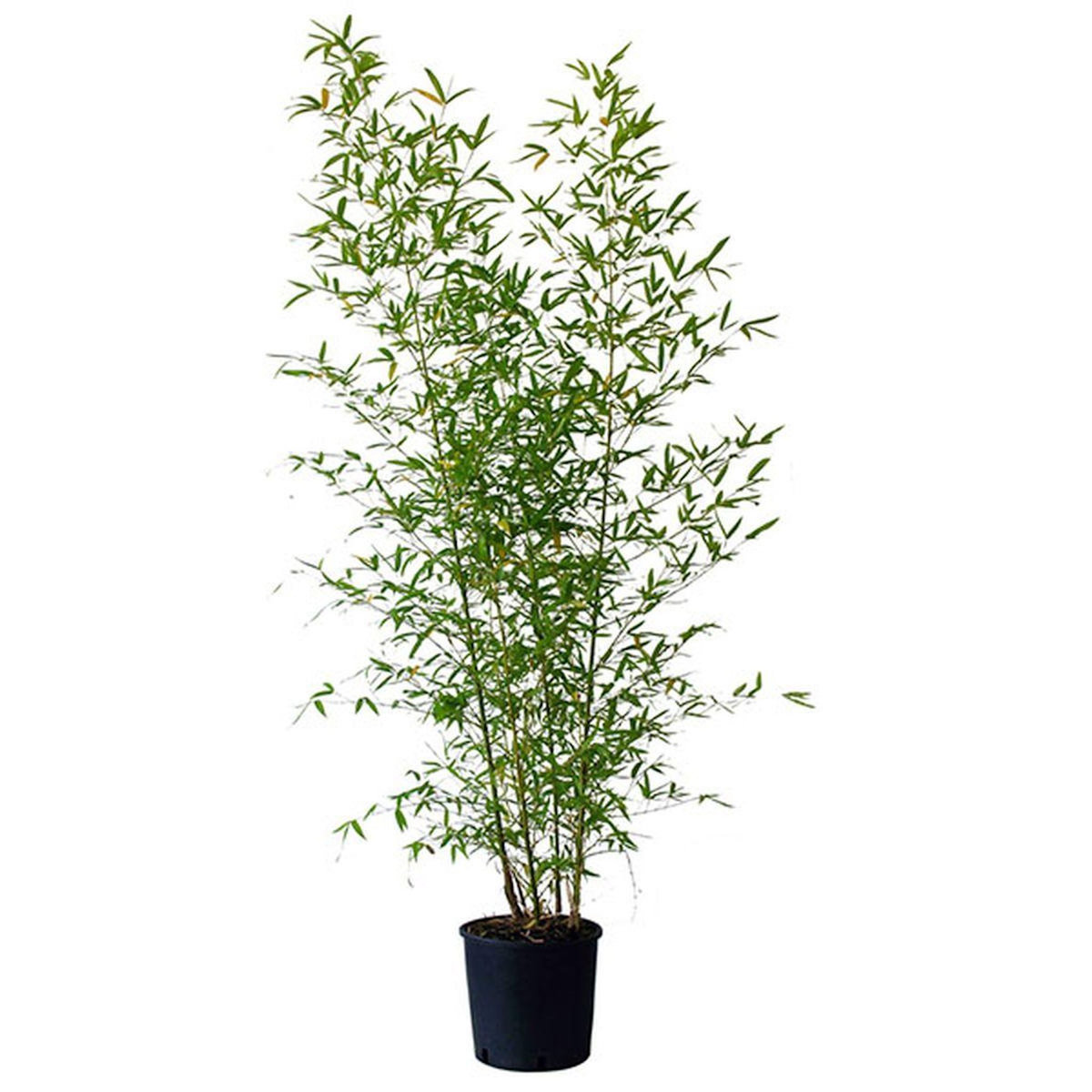 Bambou doré - Phyllostachys Aurea - C10L - H100/125cm