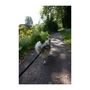 Voir la diapositive 4 : Longe de traction pour chien - INTENSIA - XL - 2.4 m - Chien +25 kg - Noir
