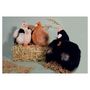 Voir la diapositive 2 : Histoire D'Ours HO3161 poulettes petit modele orange