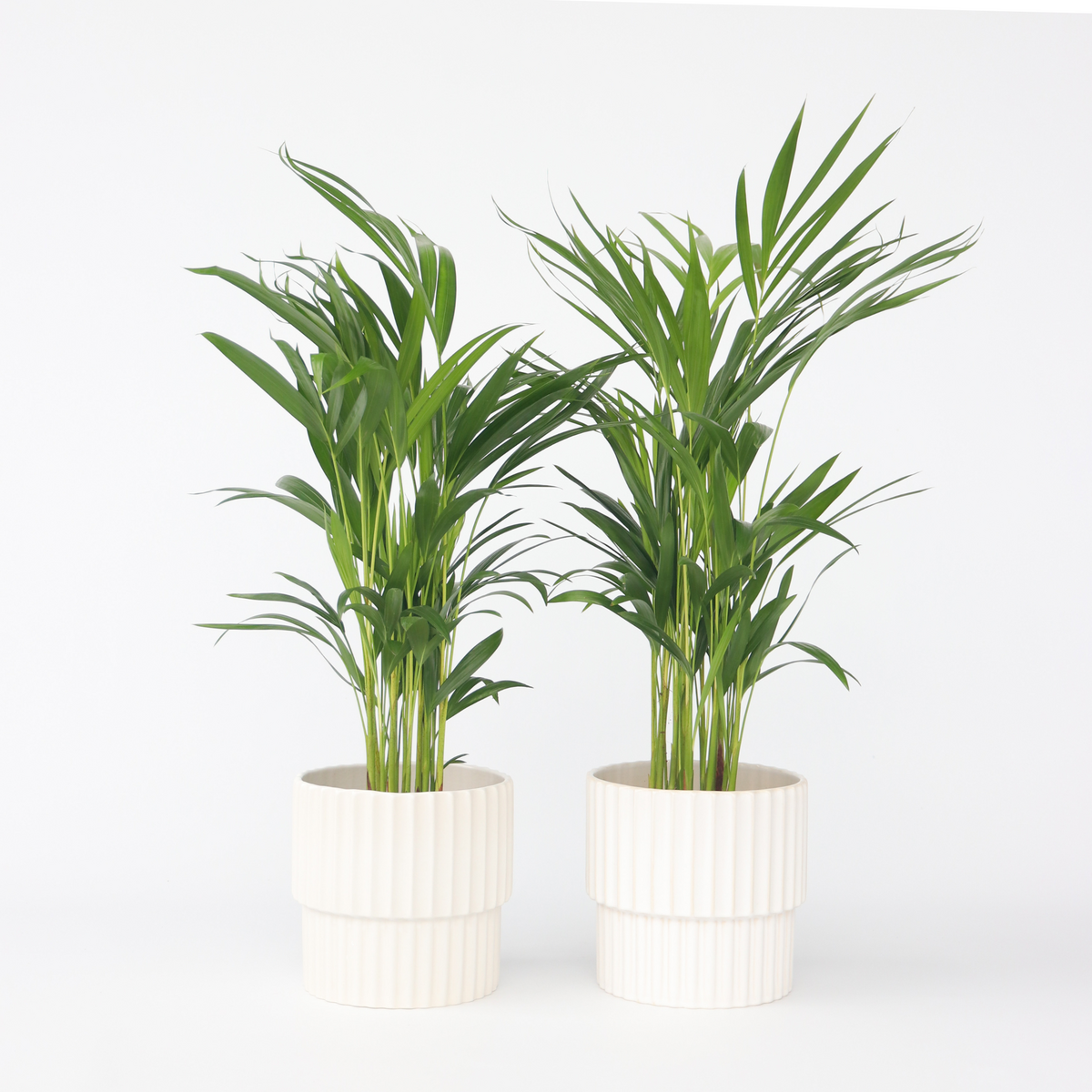 PLANT IN A BOX Palmier areca - Set de 4 - Dypsis lutescens - Hauteur 60-70cm - ⌀17cm