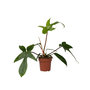 Voir la diapositive 1 : PLANT IN A BOX Plante verte - Philodendron 'Florida Green' - Hauteur 20-30cm - ⌀12cm
