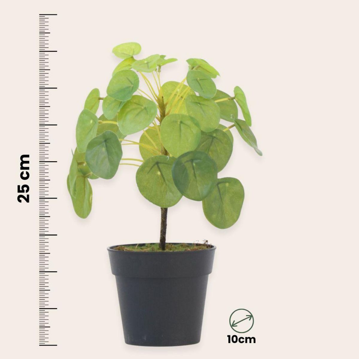 PLANT IN A BOX Pilea Peperomioides artificiel - Hauteur 30cm