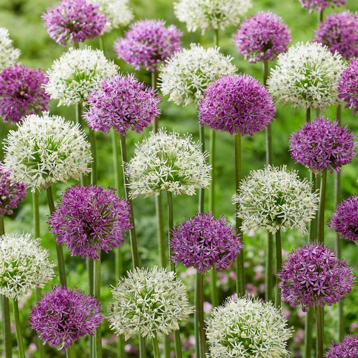 PLANT IN A BOX Ail - Set de 15 - Allium 'Purple, 'White' - Bulbes à fleurs - Violet