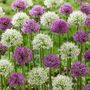 Voir la diapositive 4 : PLANT IN A BOX Ail - Set de 15 - Allium 'Purple, 'White' - Bulbes à fleurs - Violet