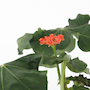 Voir la diapositive 3 : PLANT IN A BOX Podagre - Jatropha podagrica - Hauteur 25-45cm - ⌀13cm