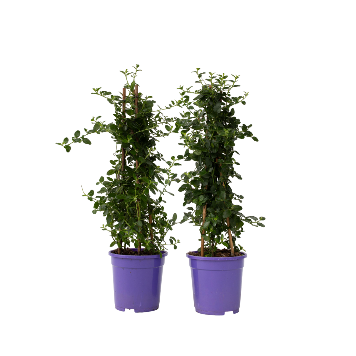 PLANT IN A BOX Lilas de Californie - Set de 2 - Ceanothus Repens - H60-70cm - ⌀17cm