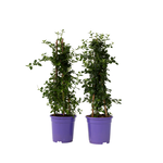 PLANT IN A BOX Lilas de Californie - Set de 2 - Ceanothus Repens - H60-70cm - ⌀17cm