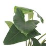Voir la diapositive 3 : PLANT IN A BOX Plante éléphant - Alocasia 'Zebrina' - Hauteur 140-150cm - ⌀32cm