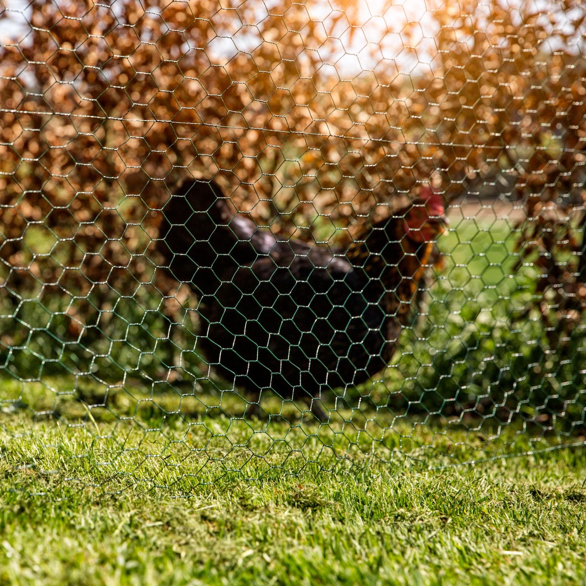  Grillage vert Windhager mailles 13mm  0,5x10m