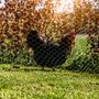 Voir la diapositive 2 :  Grillage vert Windhager mailles 13mm  0,5x10m