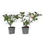 Voir la diapositive 1 : PLANT IN A BOX Rose du désert - Set de 2 - Adenium obesum - Hauteur 30-45cm - ⌀13cm