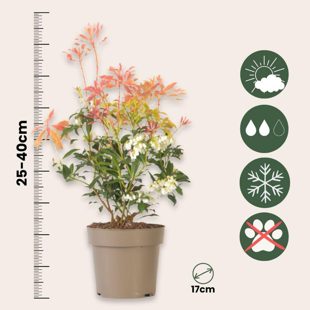 PLANT IN A BOX Andromède du Japon - Set de 2 - Pieris 'Forest Flame' - Hauteur 25-40cm - ⌀17cm