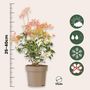 Voir la diapositive 2 : PLANT IN A BOX Andromède du Japon - Set de 2 - Pieris 'Forest Flame' - Hauteur 25-40cm - ⌀17cm