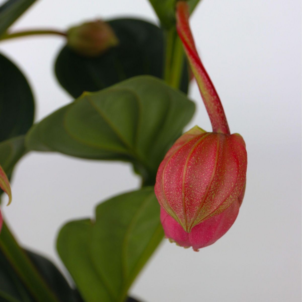 PLANT IN A BOX Medinille magnifique - Medinilla magnifica - Hauteur 40-50cm - ⌀14cm