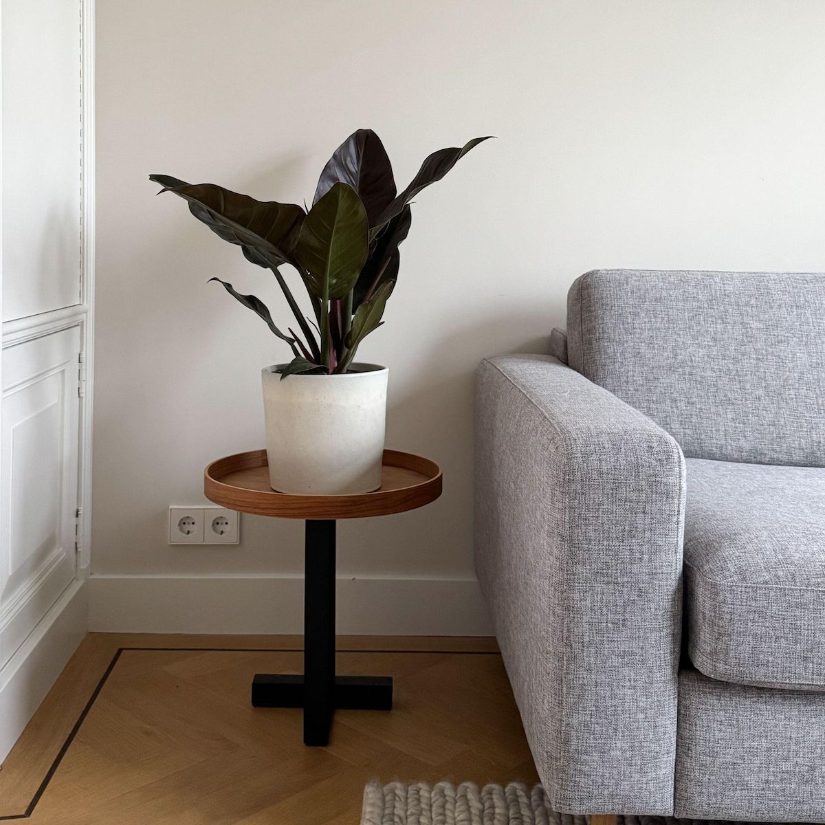 PLANT IN A BOX Plante verte - Philodendron 'Imperial Red' - Hauteur 50cm - ⌀19cm