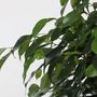 Voir la diapositive 3 : PLANT IN A BOX Ficus pleureur - Ficus benjamina 'Danielle' - Hauteur 100-110cm - ⌀21cm