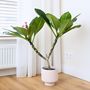 Voir la diapositive 4 : PLANT IN A BOX Frangipanier hawaii - Plumeria rubra 'Rose' - Hauteur 55-70cm - ⌀17cm
