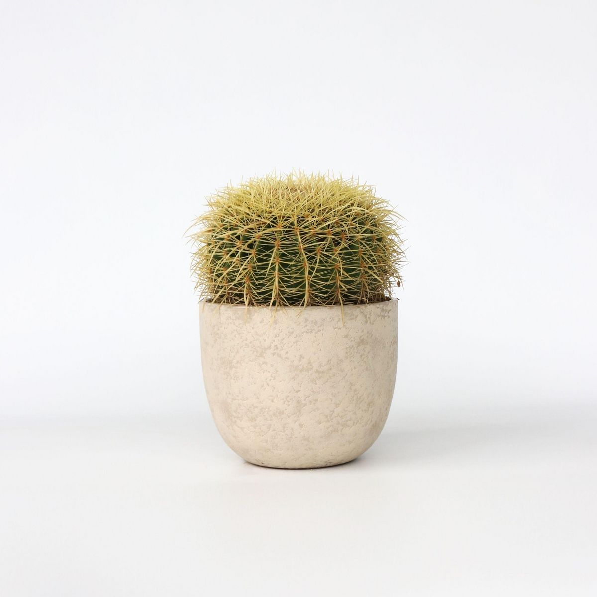 PLANT IN A BOX Cactus de Noël - Echinocactus grusonii - Hauteur 25-35cm - ⌀25cm