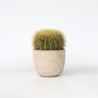 Voir la diapositive 5 : PLANT IN A BOX Cactus de Noël - Echinocactus grusonii - Hauteur 25-35cm - ⌀25cm